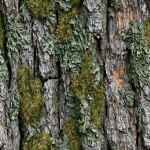 Oak Bark Mossy Camouflage Fabric